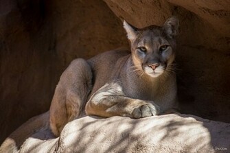 Cougar Computer Wallpaper Desktop Background Id