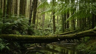 Botpost Californian Redwood Forest Near Melbourne Aus I