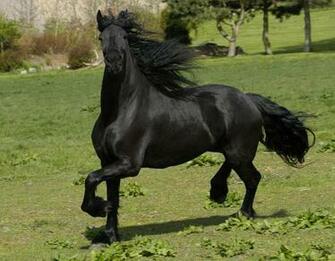 Friesian Horse Photos