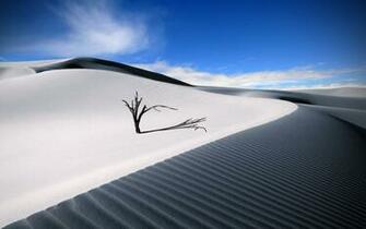 Lone Wood White Desert Wallpaper Stock