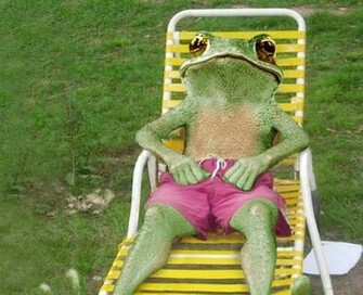 Funny Animals Frog Photos