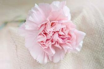 Pink Flower Image
