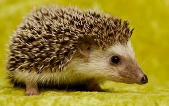 September By Stephen Comments Off On Hedgehog Wallpaper HD
