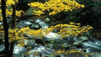Smoky Maple Tennessee Details Park Nature Landscape Mountains