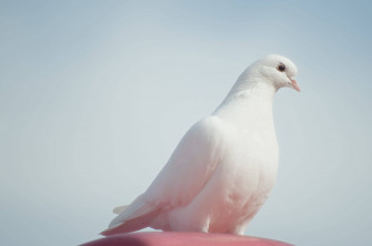 Pure White Dove Wallpaper