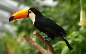 Toucan Wallpaper Fond D Cran Photos En HD