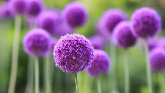 Purple Flower Desktop Wallpaper