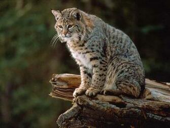 Beautiful Bobcat In The World