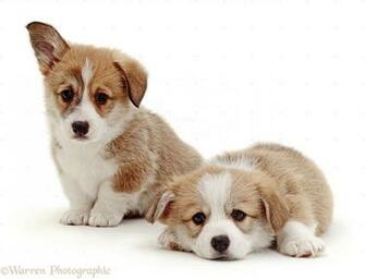 Miniature Corgi Vs Teacup And