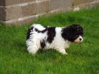 Related Pictures Bichon Frise X Toy Poodle Puppies Brisbane