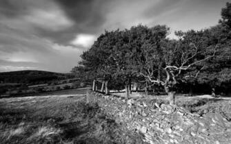 Black And White Nature Wallpaper
