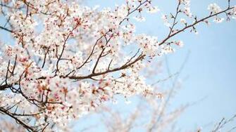 Wallpaper Of The Day Cherry Blossom