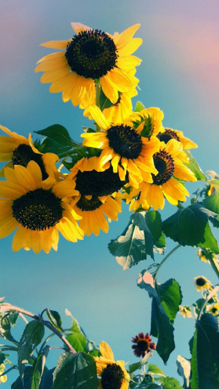 Sunflower Aesthetic iPhone Wallpaper