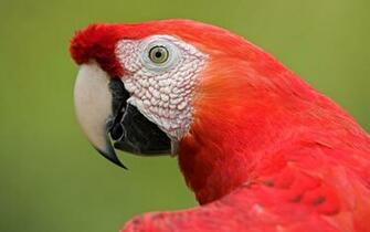 Scarlet Macaw Big Red American Parrot Wallpaper HD