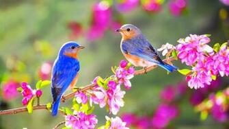 Blue Bird Wallpaper Image