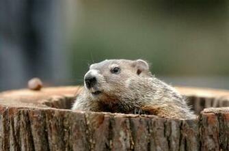 Groundhog Day Wallpaper On