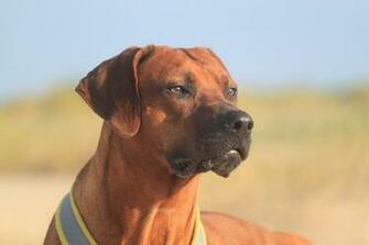 HD Wallpaper Rhodesian Ridgeback Male Beach Summer Animal