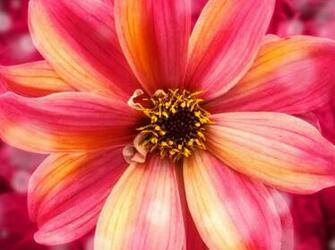 Beautiful Flowers Wallpaper Find Photos