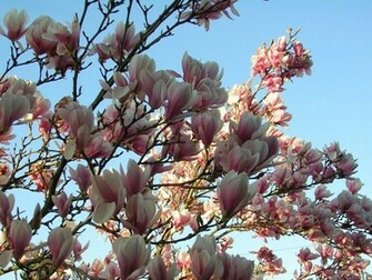 Magnolia Wallpaper By Jillithe
