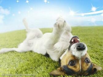 Cute Animals Wallpaper Desktop