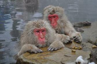 Japanese Snow Monkeys Macaque Nagano Japan 4k Ultra