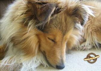 Sheltie Wallpaper