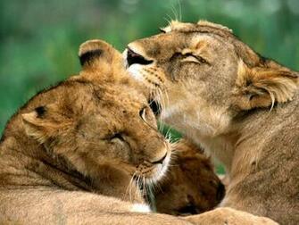 Best Desktop HD Wallpaper Lion