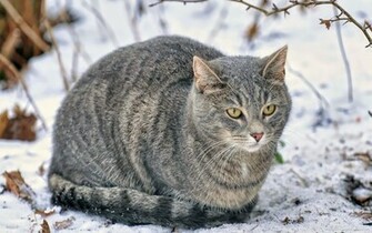 Winter Wallpaper Cat Zing Animals