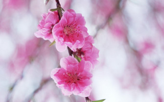 Nature Cherry Blossoms Wallpaper