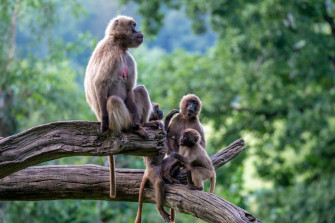 Baboons HD Wallpaper New Tab