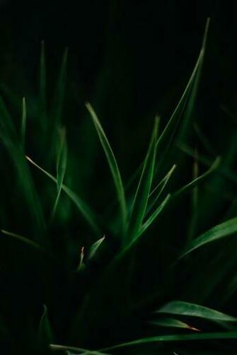 Leaves Pictures Image Thesis