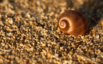 Snail HD Wallpaper