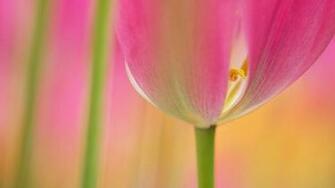 Pink Tulips Wallpaper