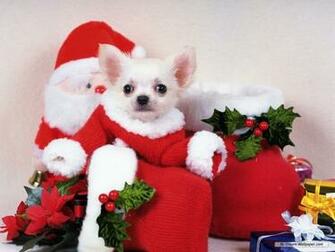 Chihuahua Wallpaper Dogs