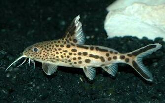 Catfish Wallpaper