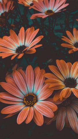 Beautiful Flower Wallpaper Full HD