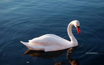 Swan Desktop Pc And Mac Wallpaper