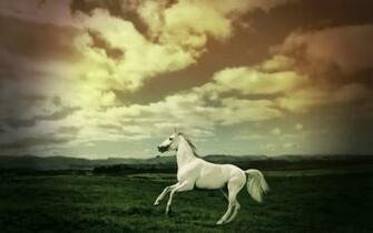 Theme Bin Archive Running Horse HD Wallpaper
