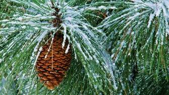 Pretty Pine Wallpaper