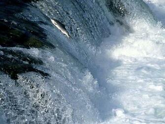 Salmon Alaska Wallpaper Nature Desktop