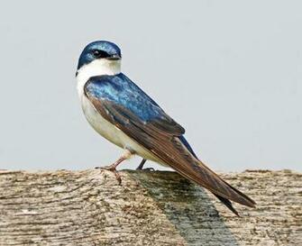 Tree Swallow Wallpaper