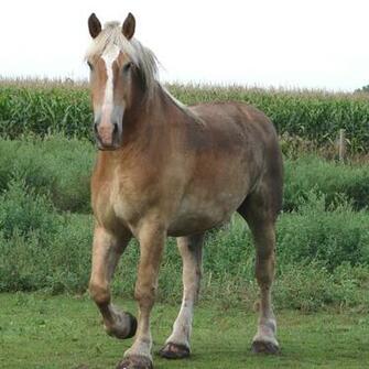 Equine Belgian Horse By Fantasystock