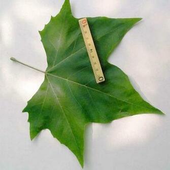 Heritage Seedlings Inc Wholesale Deciduous Plants HD Wallpaper