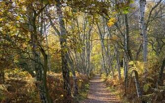 Silver Birch Forest Wallpaper