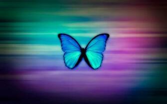 Colorful Butterfly HD Wallpaper Real Artistic