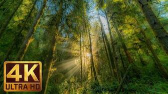 Hatton Trail At Redwood National And State Park 4k Relax Video