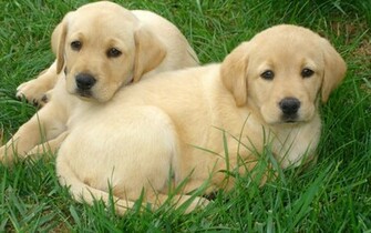 Labrador Retriever Puppies Widescreen Wallpaper