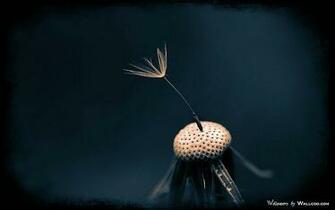 Amazing Widescreen Wallpaper