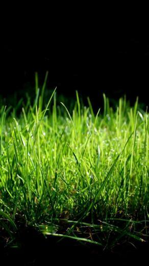 Lg G3 Wallpaper Quad HD Green Grass
