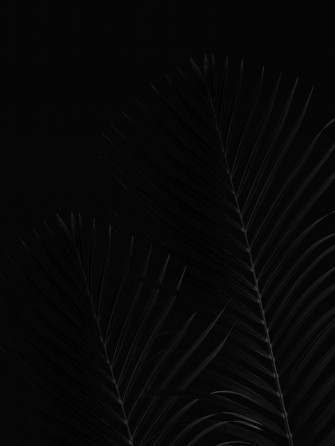 Palm Leaves Black Aesthetic iPhone Wallpaper
